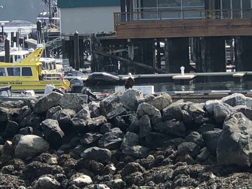 Photo of an eagle, apparently